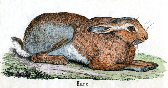 Antique Print of a Hare, 1859 (coloured engraving)
