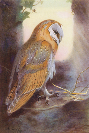 Barn-Owl (colour litho)