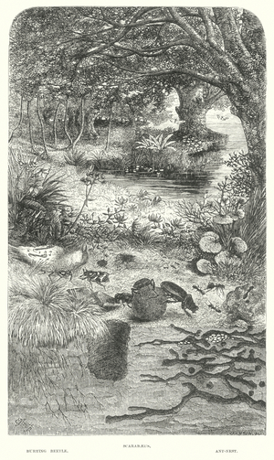 Scarabaeus, Burying Beetle and an Ant-Nest (engraving)