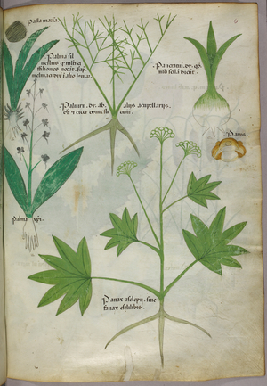 Botanical illustration, c.1440 (ink & colour on vellum)