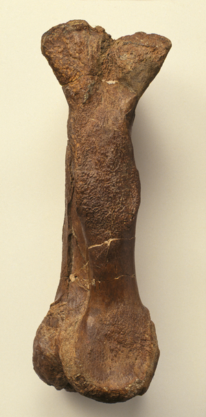 Iguanodon metatarsal