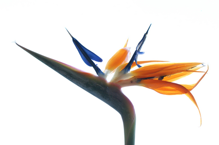 Chin up!, 2017 (photo)