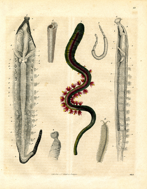Various marine worms with anatomical details (hand-coloured litho)