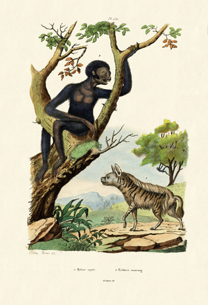 Siamang, 1833-39 (coloured engraving)