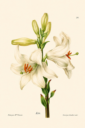 White Lily Study with Orange Stamens (engraving)
