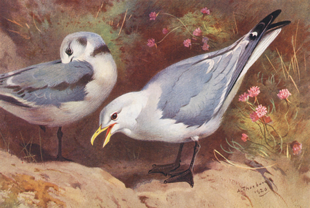 Kittiwake Gull (adult and young) (colour litho)