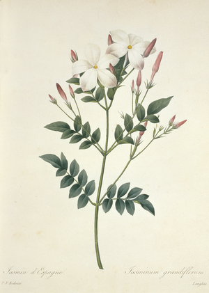 Jasminum grandiflorum
