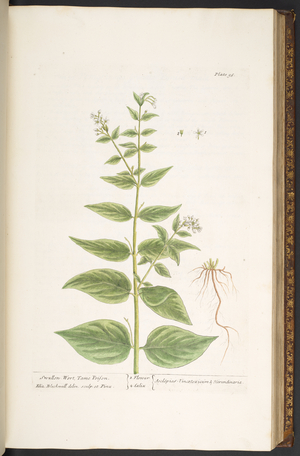 Plate 96, from 'A Curious Herbal', 1737 (coloured engraving)