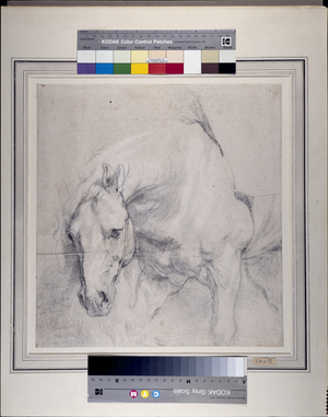 Head and Forequarters of a gray horse (black chalk heightened with white on paper)