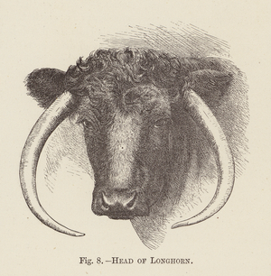 Head of Longhorn (engraving)