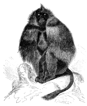 Gelada, Theropithecus gelada