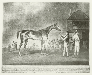Quiz, foaled 1798 (b/w photo)