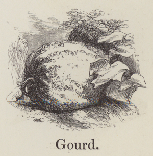 Gourd (engraving)