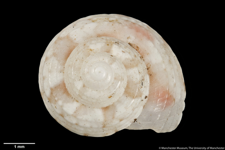 Minolia agapeta, 1896 (shell)