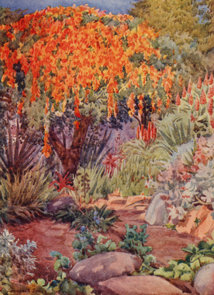 Orange Bignonia venusta, Woodley, Durban (colour litho)