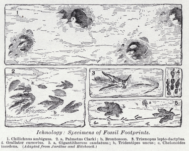 Ichnology, specimens of fossil footprints (litho)