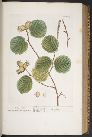 Plate 293, from 'A Curious Herbal', 1737 (coloured engraving)