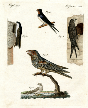 Different kinds of doves (coloured engraving)