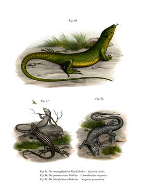 European Green Lizard (colour litho)