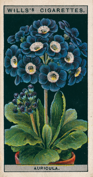 Flower culture in pots: Alpine Auricula (chromolitho)