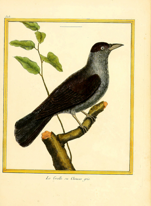 Grey-headed Jackdaw (print)
