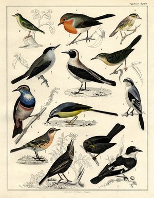 European Songbirds (print)