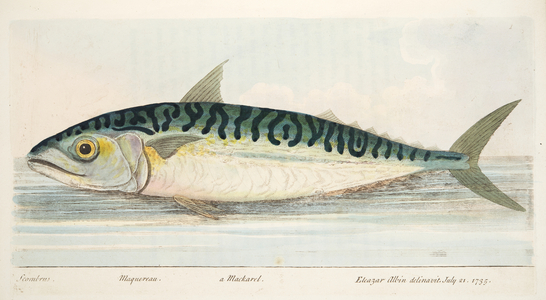 The Mackerel, from A Treatise on Fish and Fish-ponds, pub. 1832 (hand coloured engraving)