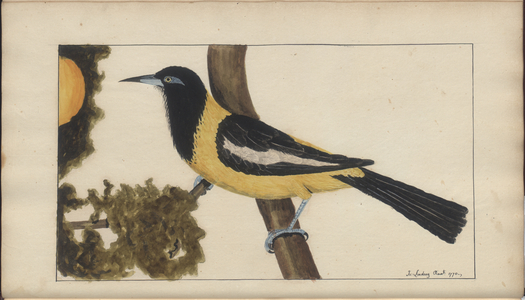 A page from the 'Elegancies of Jamaica', Vol V, 16, 1759-1780s (w/c on paper)