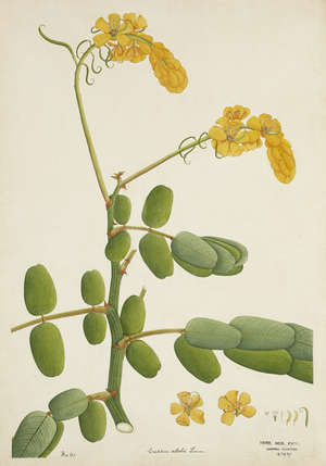 Cassia Alata Linn, 1800-10 (w/c on paper)