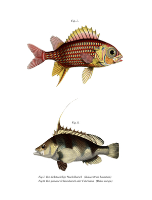 Red Squirrelfish (colour litho)