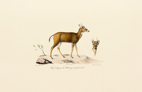 Pronghorn Antelope, 1824 (hand-coloured litho)