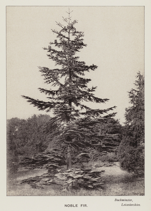 British Trees: Noble Fir, Buckminster, Leicestershire (b/w photo)