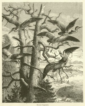 Herons Surprised (engraving)
