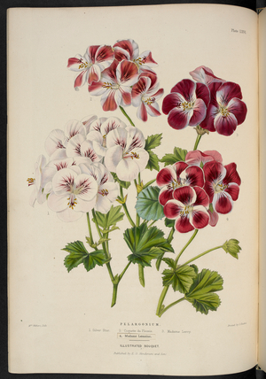 New French Pelargoniums.
Pelargonium. 1. Silver Star; 2. Coquette du Plessis;
3. Madame Leroy; 4. Madame Lemoine