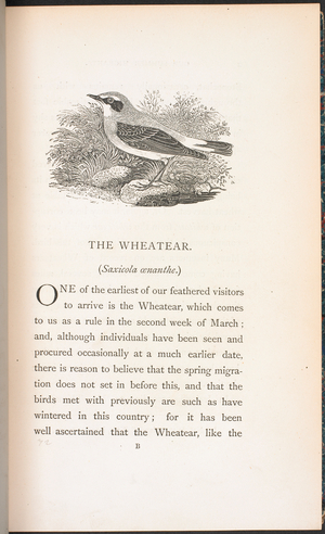 An illustration of the Wheatear, with a short description of the migratory habits