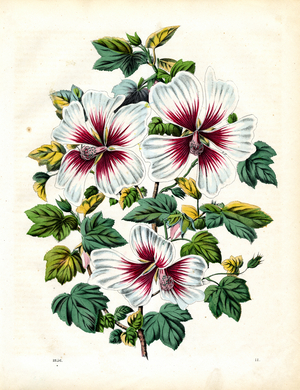 Flowering hibiscus with white blossoms (hand-coloured litho)
