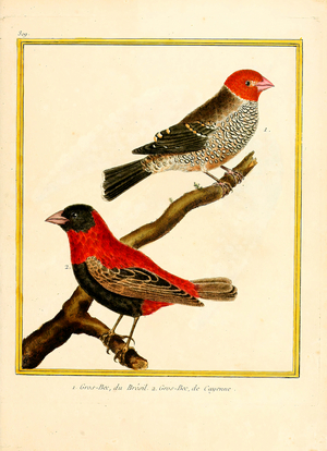 Brazilian and Cayenne Grosbeak (print)