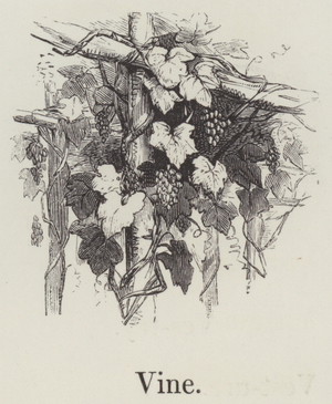 Vine (engraving)