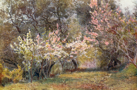 Peach, Plum, and Pear-blossom (colour litho)