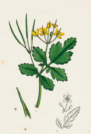 Chelidonium Majus Celandine
