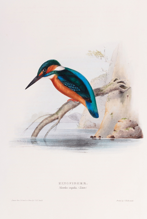 Kingfisher, 1832-1837 (Plate)