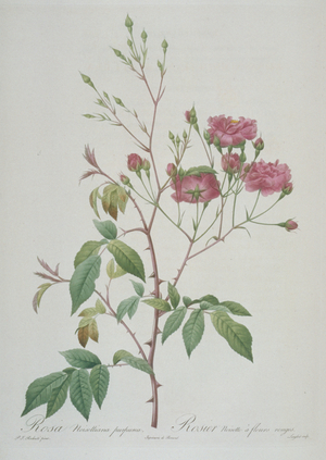 Rosa noisettiana purpurea