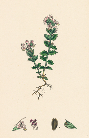 Euphrasia Officinalis Var. Genuina Common Eyebright Var. A.