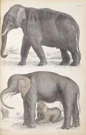 Asian elephant above noted as 'E. Indicus', African elephant below noted as 'E. Africanus', Plate 39 from Edinburgh Journal of Natural History Vol. 1, 1835-39 (coloured engraving)