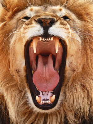 Roar; 2018, (photograph)