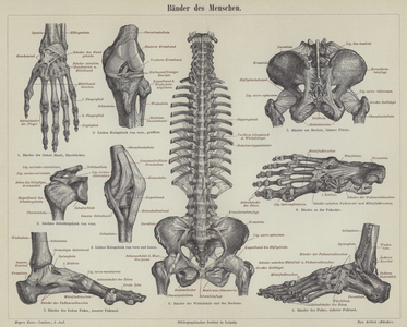 Ligaments of the human body (engraving)