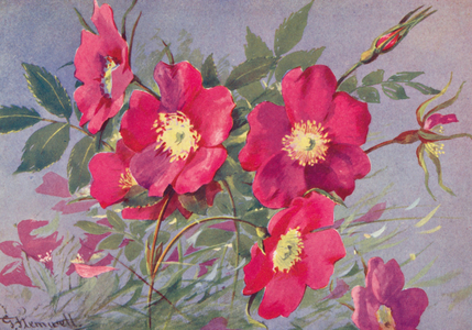 Rosa alpina, the thornless Alpine Eglantine (colour litho)
