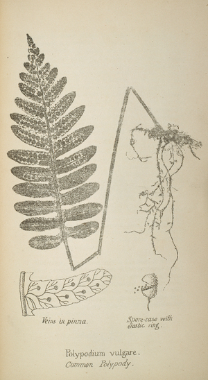Polypodium vulgare