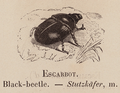 Le Vocabulaire Illustre: Escarbot; Black-beetle; Stutzkafer (engraving)