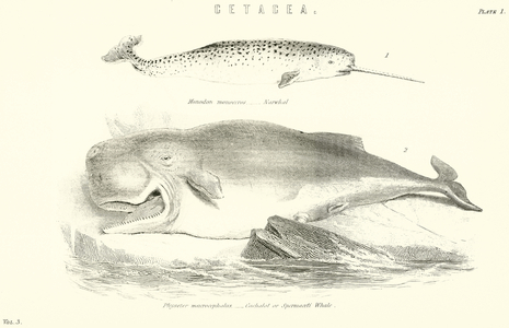 Cetacea (engraving)